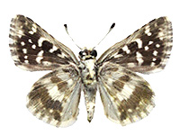 Spialia galba shanta ♂ Un.