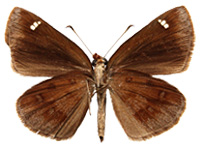 Astictopterus jama olivascens ♀ Un.