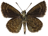 Aeromachus dubius impha ♂ Un.