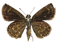 Aeromachus dubius impha ♀ Un.