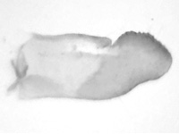 Aeromachus dubius impha ♂ genitalia
