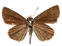 Aeromachus pygmaeus ♂ Un.
