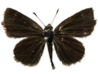 Aeromachus pygmaeus ♂ Up.