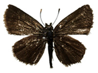 Aeromachus pygmaeus ♂ Up.