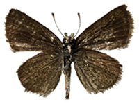 Aeromachus pygmaeus ♂ Un.