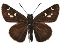 Pedesta hyrie ♂ Up.