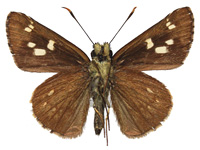 Pedesta hyrie ♂ Un.