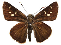 Pedesta hyrie ♂ Up.