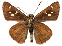 Pedesta hyrie ♂ Un.