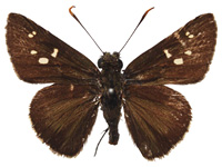 Pedesta hyrie ♂ Up.