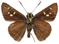 Pedesta hyrie ♂ Un.
