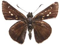 Pedesta gupta gupta ♂ Up.