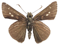 Pedesta gupta gupta ♂ Un.
