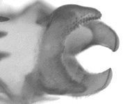 Pedesta gupta gupta ♂ genitalia