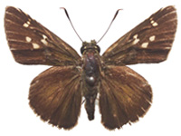 Pedesta thandaunga ♂ Up.
