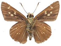 Pedesta thandaunga ♂ Un.
