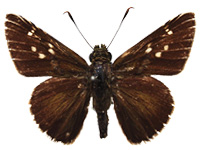 Pedesta thandaunga ♂ Up.