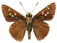 Pedesta thandaunga ♂ Un.