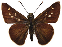 Pedesta thandaunga ♂ Up.
