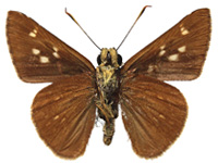 Pedesta thandaunga ♂ Un.