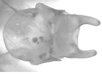 Pedesta thandaunga ♂ genitalia