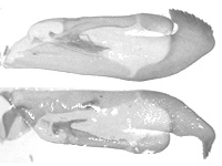 Pedesta thandaunga ♂ genitalia