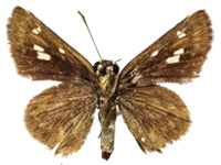 Halpe veluvana brevicornis ♀ Un.