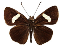 Ancistroides pria ♂ Up.