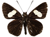 Ancistroides paralysos varians ♂ Up.