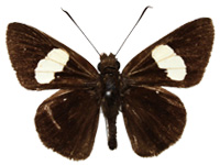 Ancistroides paralysos varians ♂ Up.