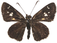 Scobura woolletti woolletti ♀ Up.