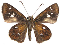 Scobura woolletti woolletti ♀ Un.