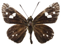 Scobura cephaloides kinka ♂ Up.