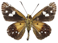 Scobura cephaloides kinka ♂ Un.