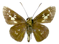 Isma bononia ssp. ♂ Un.