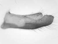 Pyroneura helena ♂ genitalia