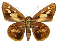 Pyroneura niasana burmana ♀ Un.