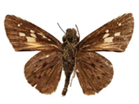 Salanoemia fuscicornis ♂ Un.