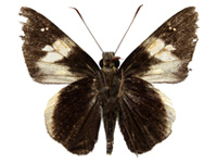 Lotongus calathus balta ♂ Un.