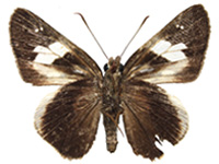Lotongus calathus balta ♀ Un.
