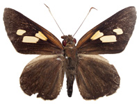 Erionota hislopi ♂ Up.