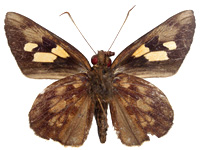 Erionota hislopi ♂ Un.