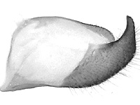 Pirdana hyela rudolphii ♂ genitalia