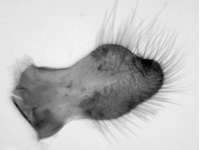 Potanthus rectifasciata ♂ genitalia