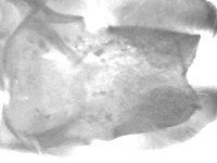 Potanthus serina serina ♂ genitalia