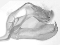Parnara apostata apostata ♂ genitalia Parnara apostata apostata ♂ genitalia