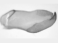 Parnara apostata apostata ♂ genitalia Parnara apostata apostata ♂ genitalia