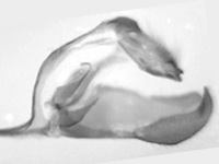 Parnara ganga ♂ genitalia