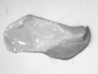 Parnara ganga ♂ genitalia