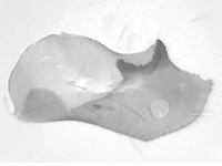 Baoris oceia ♂ genitalia